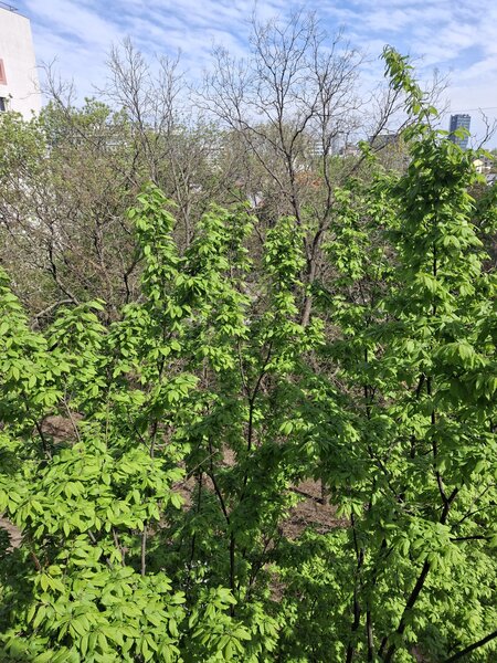 Ion Mihalache, Hotel Samaa